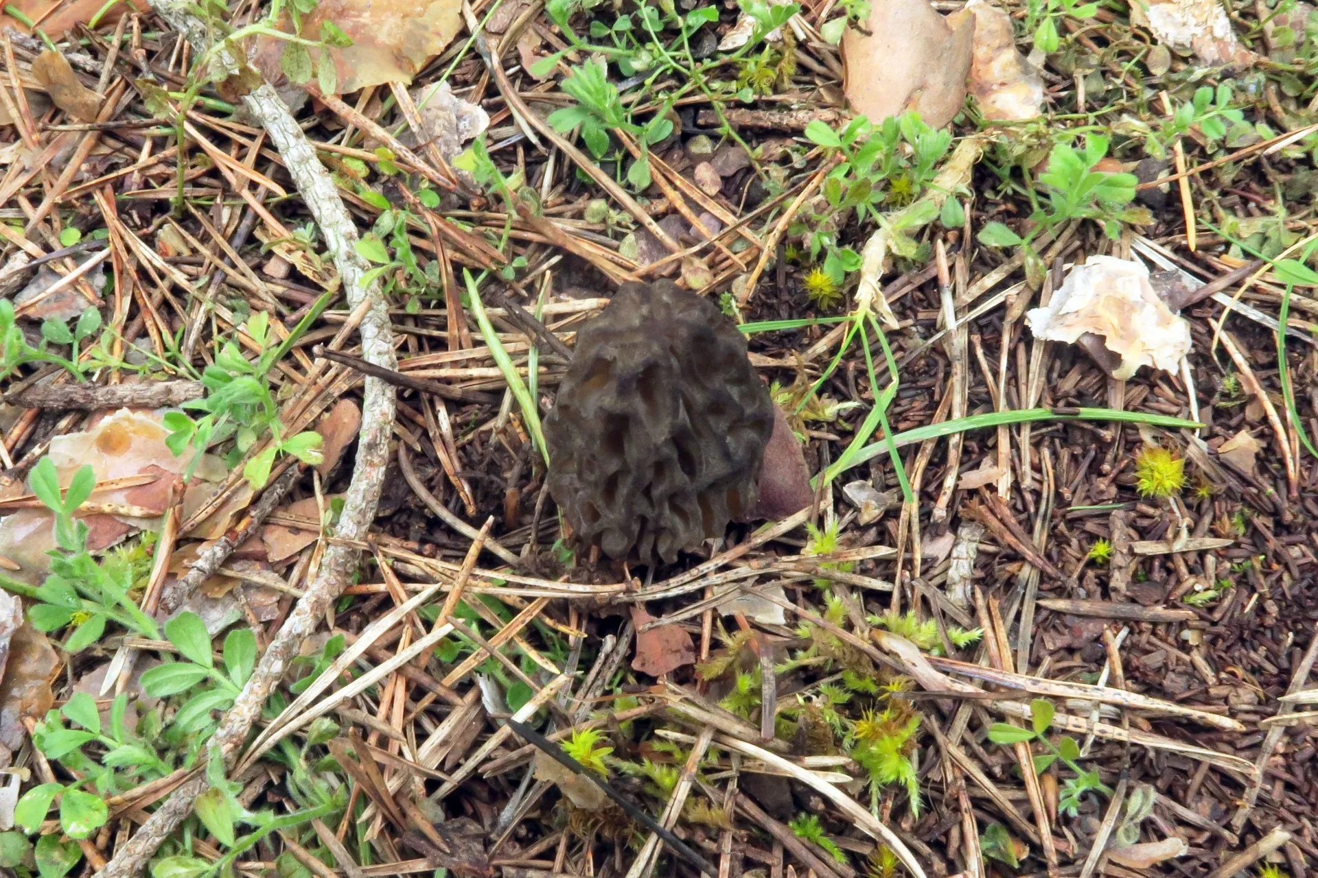 Morchella deliciosa - 1 - IMG_3950
